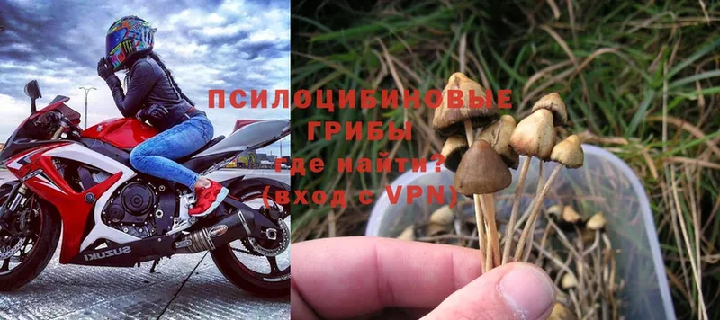 мега зеркало  Бежецк  Псилоцибиновые грибы Magic Shrooms  купить наркотик 